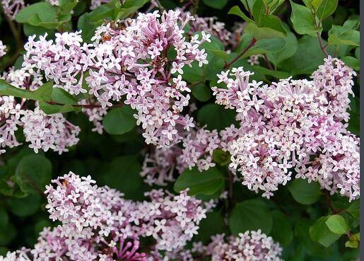 丁香花的养殖方法及注意事项