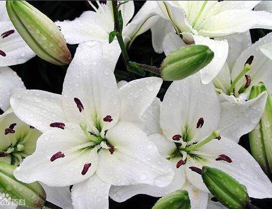 室内水养百合花养护技巧