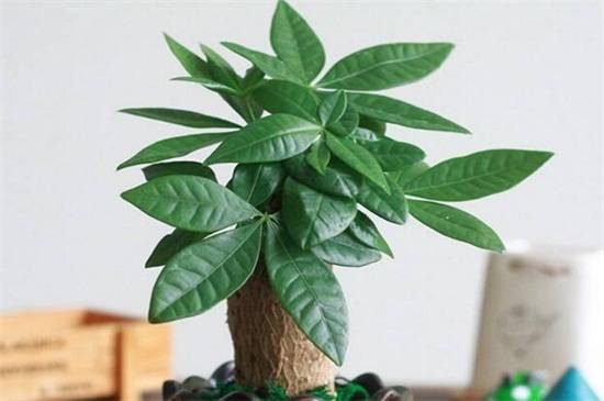发财树怎么养好,5个要点教你养出茂盛发财树