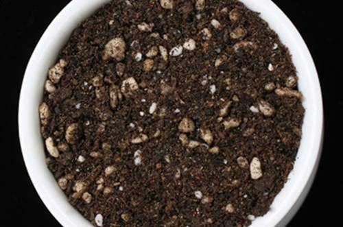 1531360647595602.jpg 火山石可以养君子兰吗?火山石对君子兰有什么好处