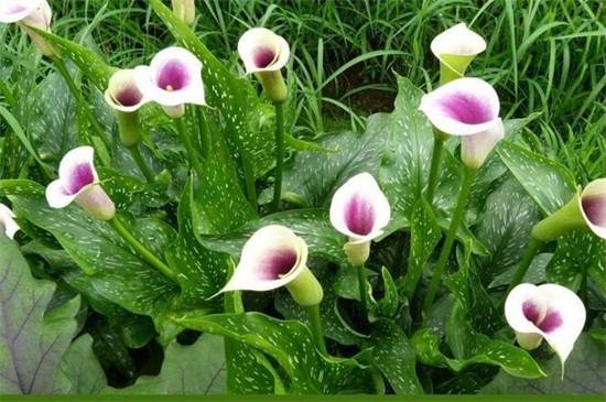 彩色马蹄莲能养活几年?养护技巧注意