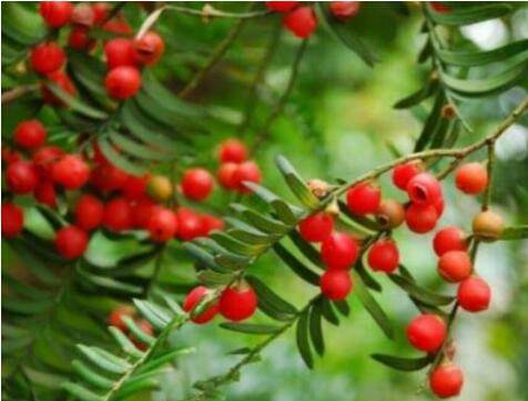 盆栽红豆杉用大盆还是小盆