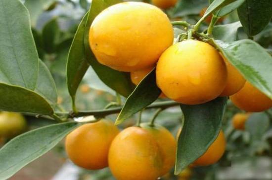 盆栽金枣怎么养?金枣盆栽养殖方法