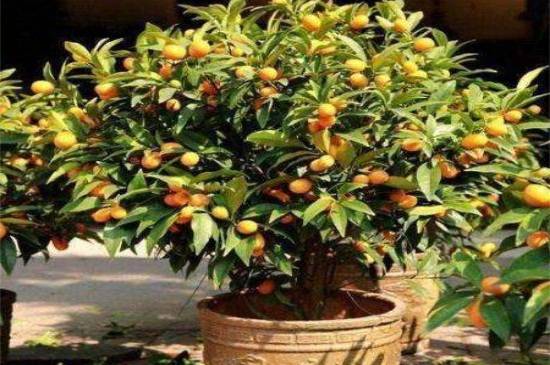 盆栽金枣怎么养?金枣盆栽养殖方法