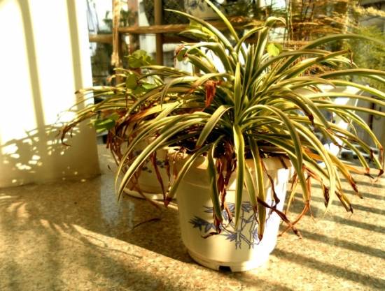 吊兰枯萎 入门级家庭植物养护秘笈 绿植杀手必备养花指南