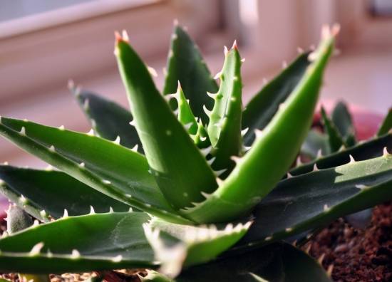 芦荟 入门级家庭植物养护秘笈 绿植杀手必备养花指南