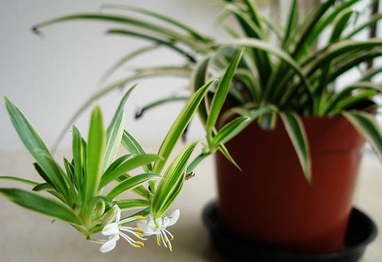 吊兰 入门级家庭植物养护秘笈 绿植杀手必备养花指南