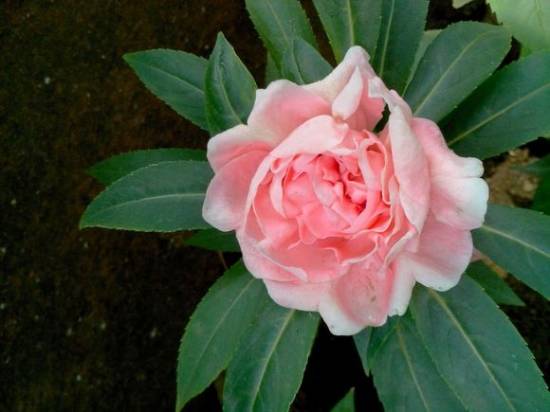 适合春季播种的花 春天适合种什么花?适合春季播种的花卉