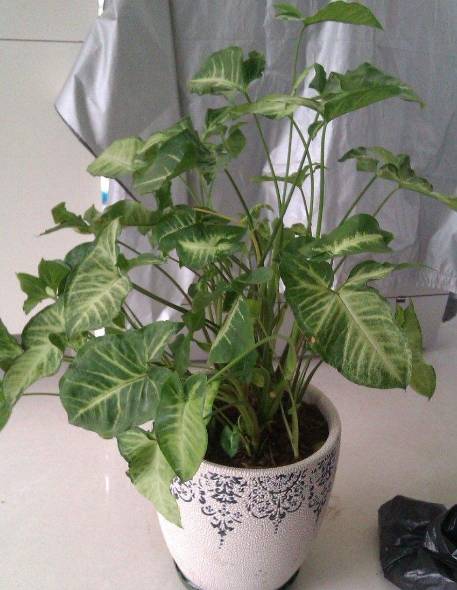 合果芋叶子耷拉怎么办 合果芋叶子耷拉的原因及养护方法分析