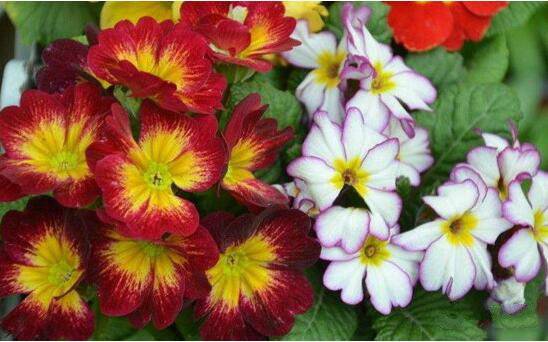 报春花的正确养殖方法