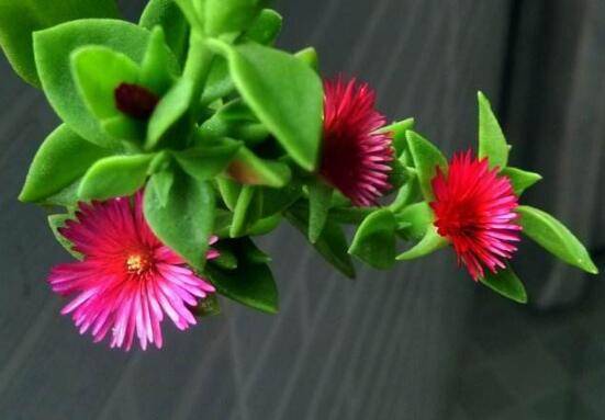 樱花吊兰五大养护技巧花开满盆