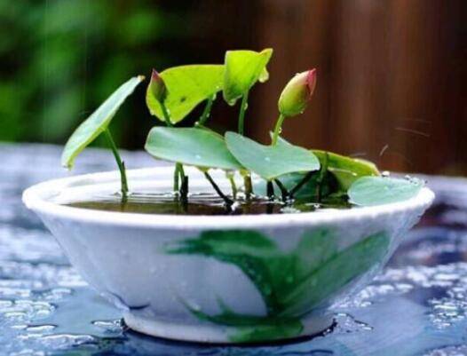 碗莲的种植方法