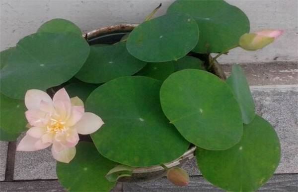 碗莲的种植方法