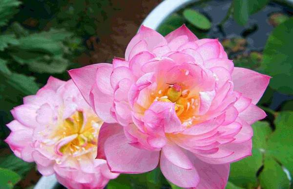 碗莲的种植方法