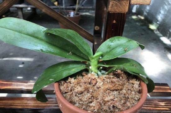 怎么给蝴蝶兰换盆,4个步骤更换盆土养护