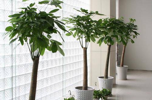 1553063302224367.jpg 走廊上适合放什么植物 走廊植物摆放禁忌