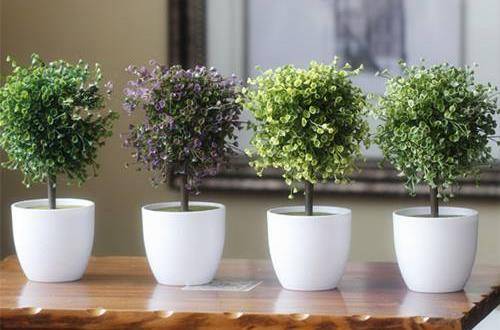 1553063312137753.jpg 走廊上适合放什么植物 走廊植物摆放禁忌