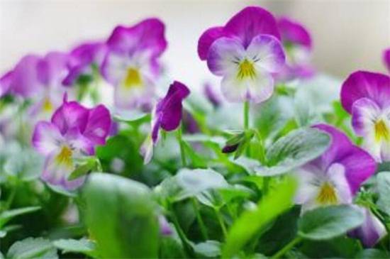 三色堇养护四季浇水方法