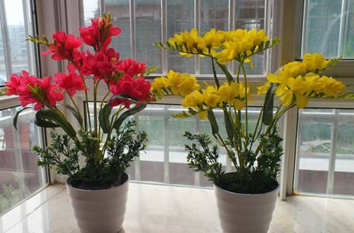 1525570923301695.jpg 香雪兰种球怎么种 盆栽香雪兰的养殖方法