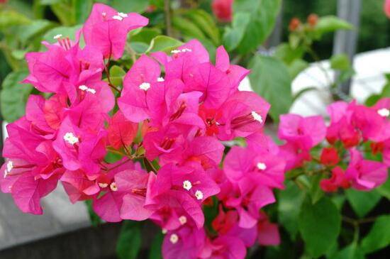 三角梅不开花落叶原因分析和养护方法