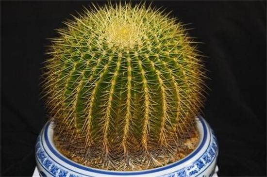 金虎仙人球变黄怎么办 原因和补救方法分享