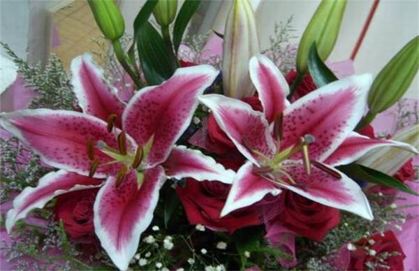 香水百合的的养殖方法和注意事项