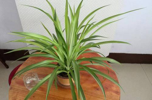 1556352368355399.jpg 吊兰新芽的育苗方法和注意事项