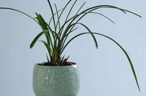 1556352392138385.jpg 吊兰新芽的育苗方法和注意事项