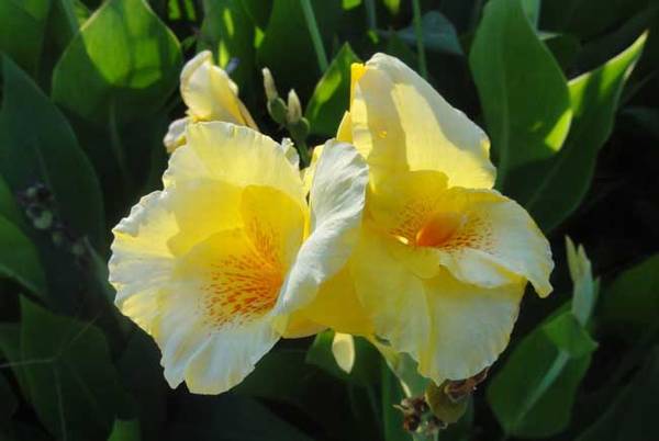 盆栽美人蕉的养殖方法