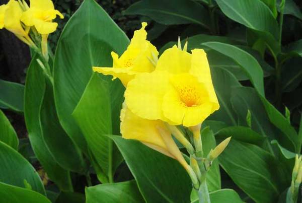 盆栽美人蕉的养殖方法