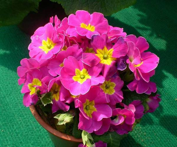 生活中哪些花会引起过敏