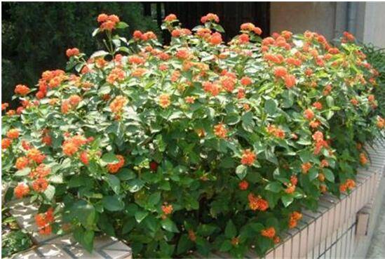 五色梅虽然长得漂亮但是会引起过敏