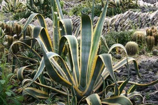 金边龙舌兰有毒吗