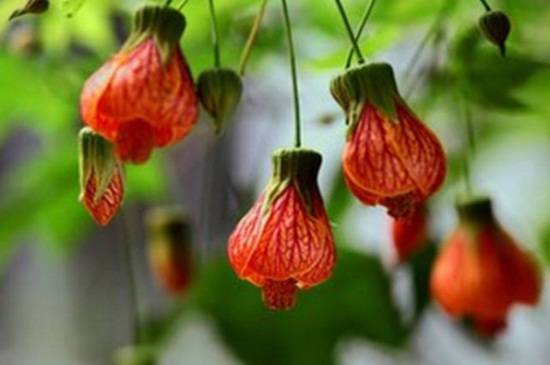 悬铃花有毒吗?悬铃花适合家养吗