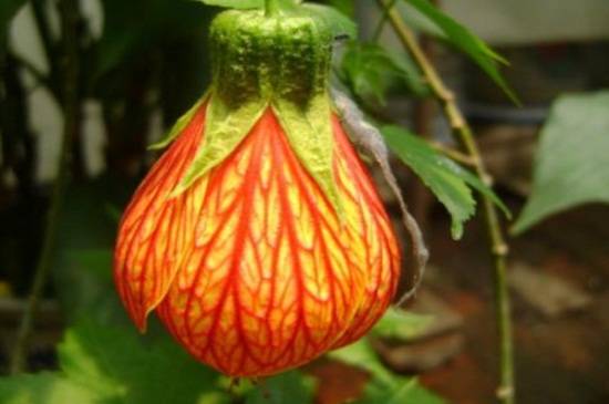 悬铃花有毒吗?悬铃花适合家养吗