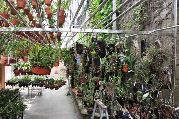 DSC_5562.JPG 欣赏大神的养兰院子,场面壮观!