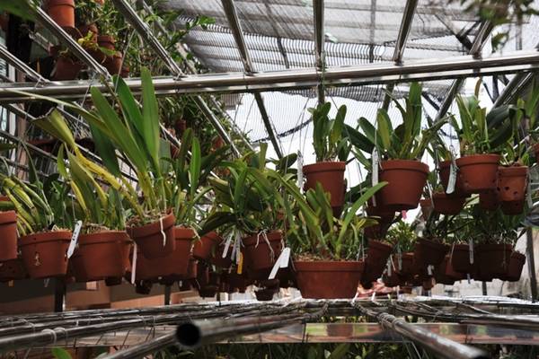 DSC_5561.JPG 欣赏大神的养兰院子,场面壮观!