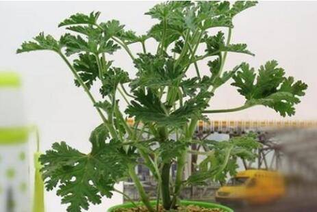 香叶天竺葵真的能驱蚊吗?