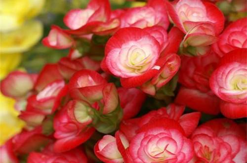 1462260459424981.jpg 玻璃海棠有毒吗