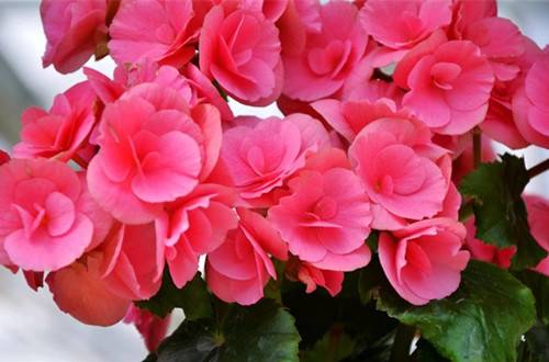 1462260472124697.jpg 玻璃海棠有毒吗