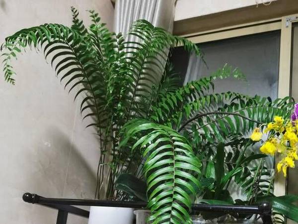 霸王蕨净化空气的效果好不好