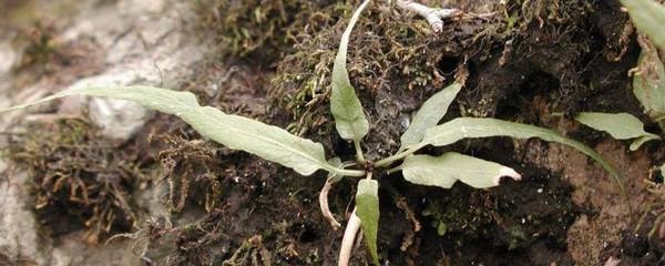 马蹬草图片 功效和作用介绍