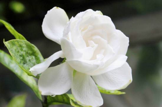 枙子花可以在室内养吗 能不能放卧室