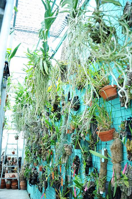 欣赏大神的养兰院子,场面壮观!