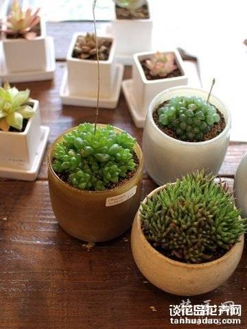 养多肉的最高境界:用多肉打造完美家居