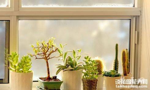 养多肉的最高境界:用多肉打造完美家居