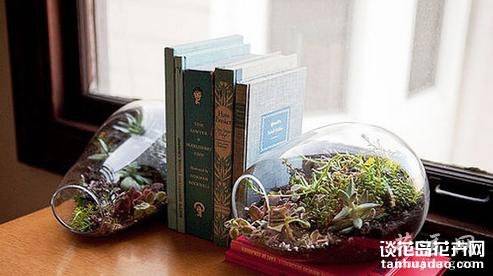 养多肉的最高境界:用多肉打造完美家居