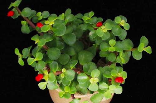 1550759946642507.jpg 花卉盆景的好看装饰技巧