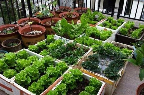 阳台怎么种菜,手把手教你阳台种菜方法