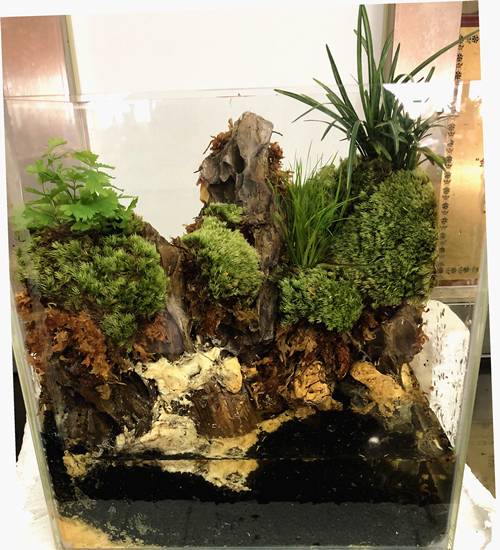 1571744351430877.jpg 养点不一样的盆栽:雨林缸造景方法【图】